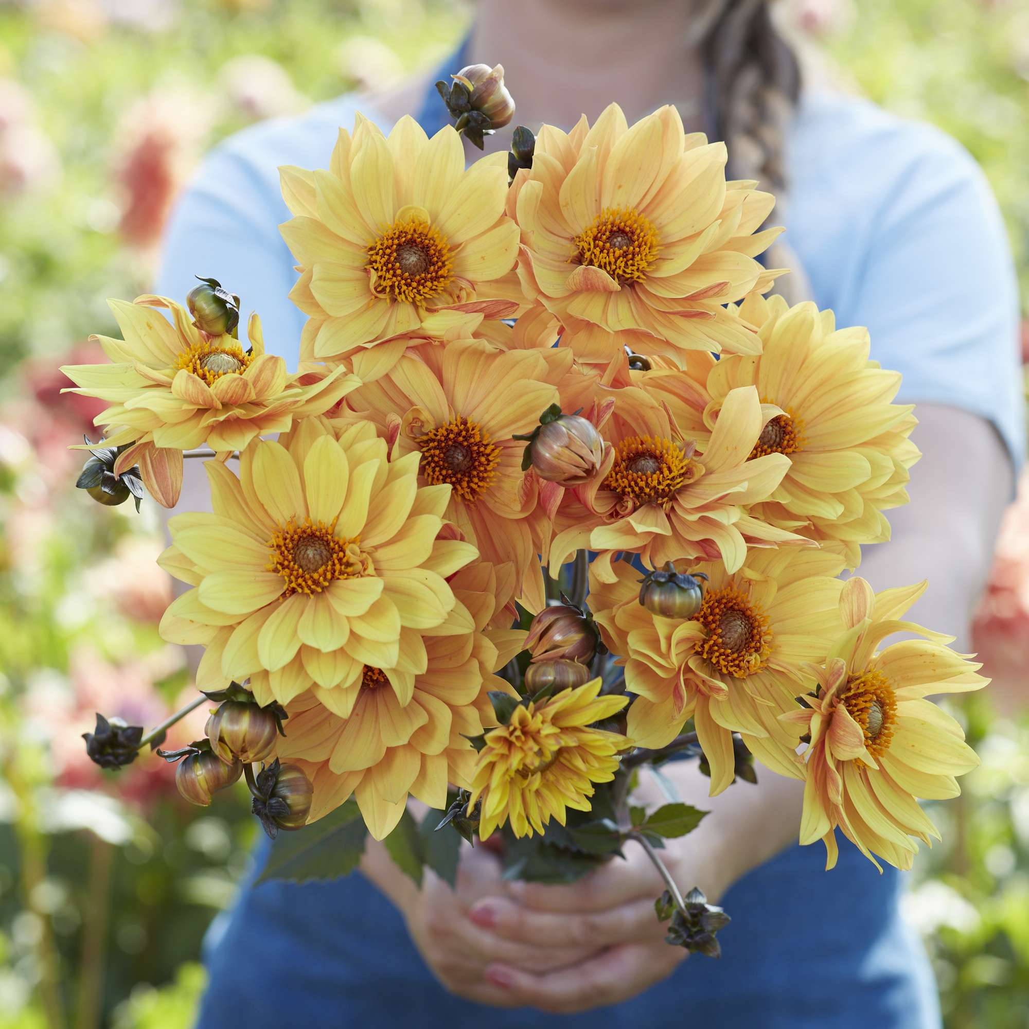 Dahlia 'Sunrich Orange'
